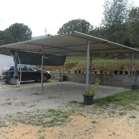 Lentisco Capoliveri (Isola d'Elba)